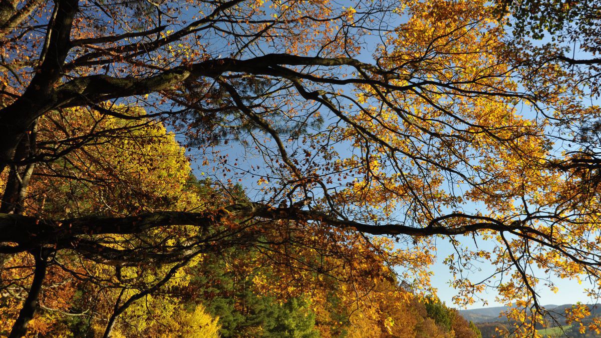 Herbststimmung