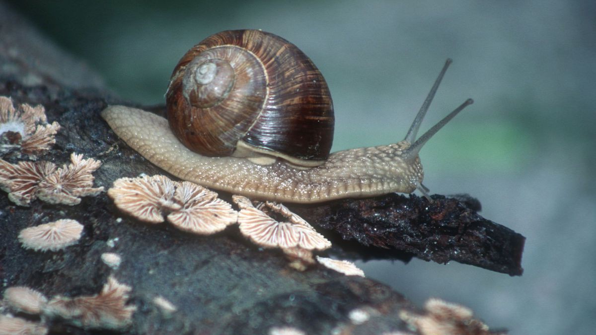 Weinbergschnecke