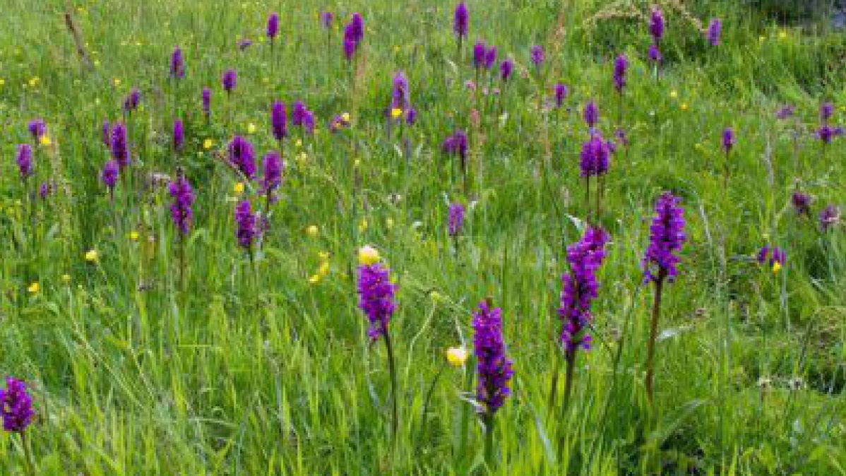 Orchideenwiese