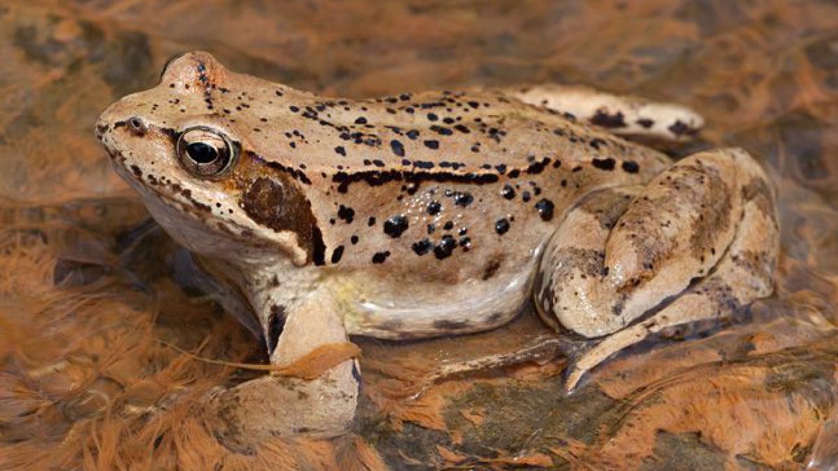 Grasfrosch