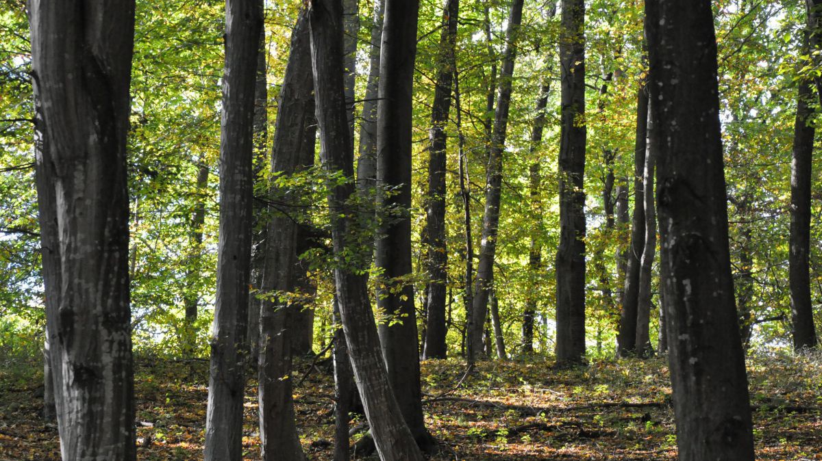 wald