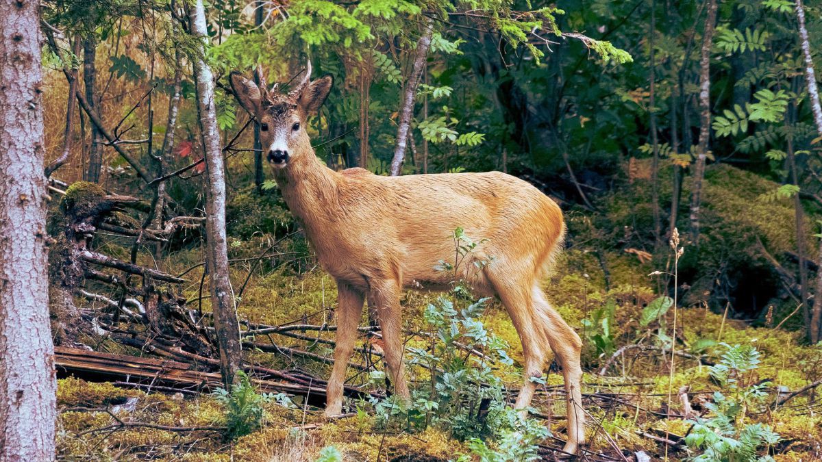 rehwild-c-free-photos-auf-pixabay