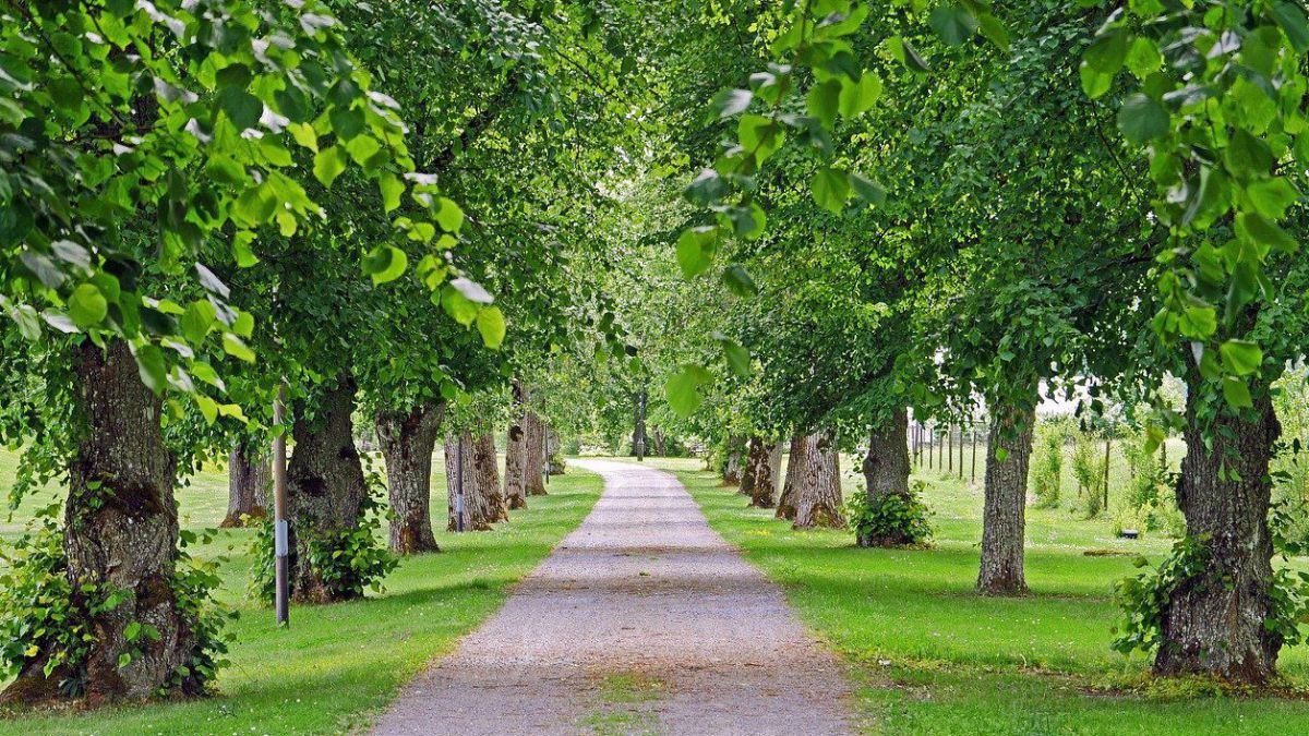 Lindenallee
