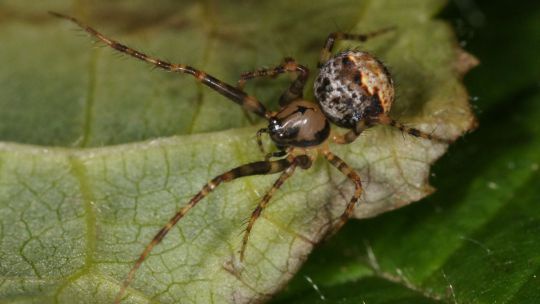 Zweihoecker-Spinnenfresser ist Spinne des Jahres 2021