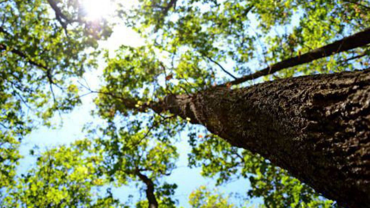Klimafitter Wald