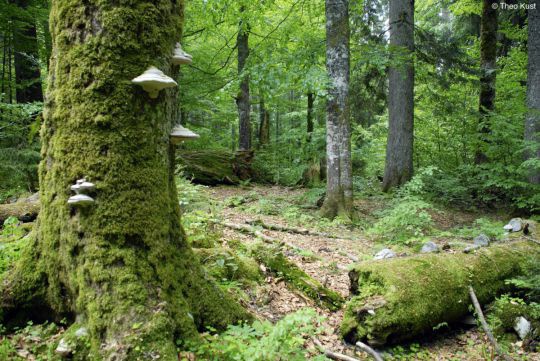 Wildnisgebiet Dürrenstein