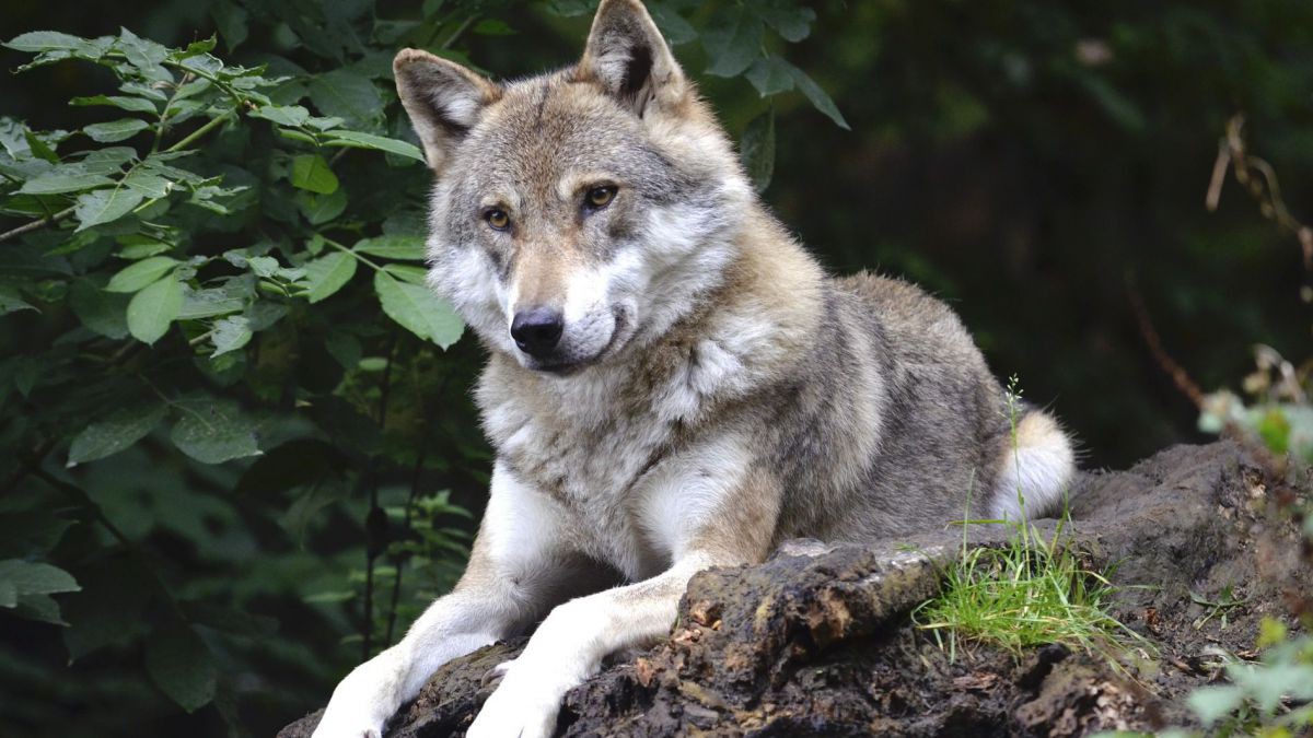 Wolf