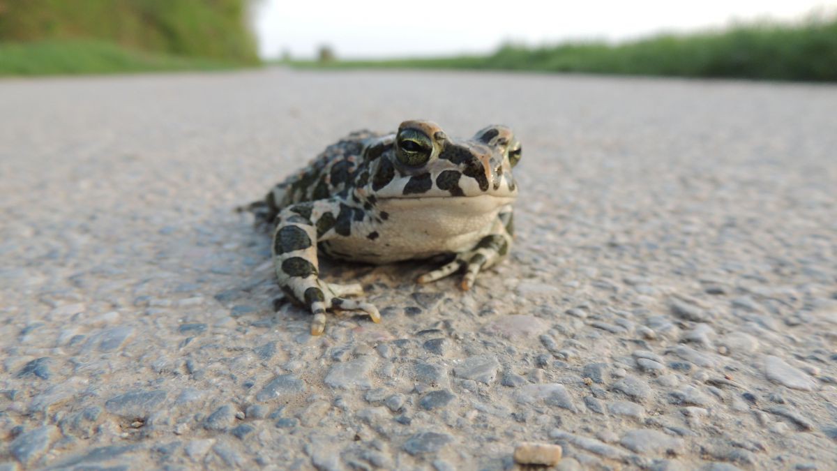 Wechselkröte auf der Straße