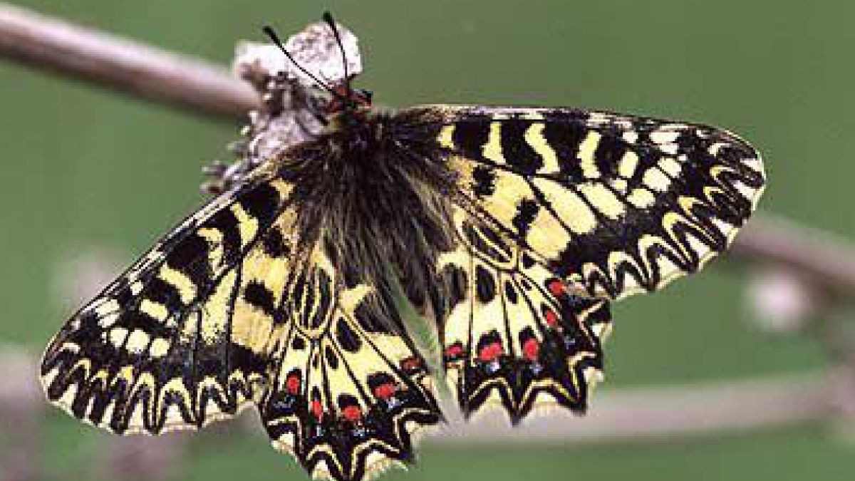 Osterluzeifalter