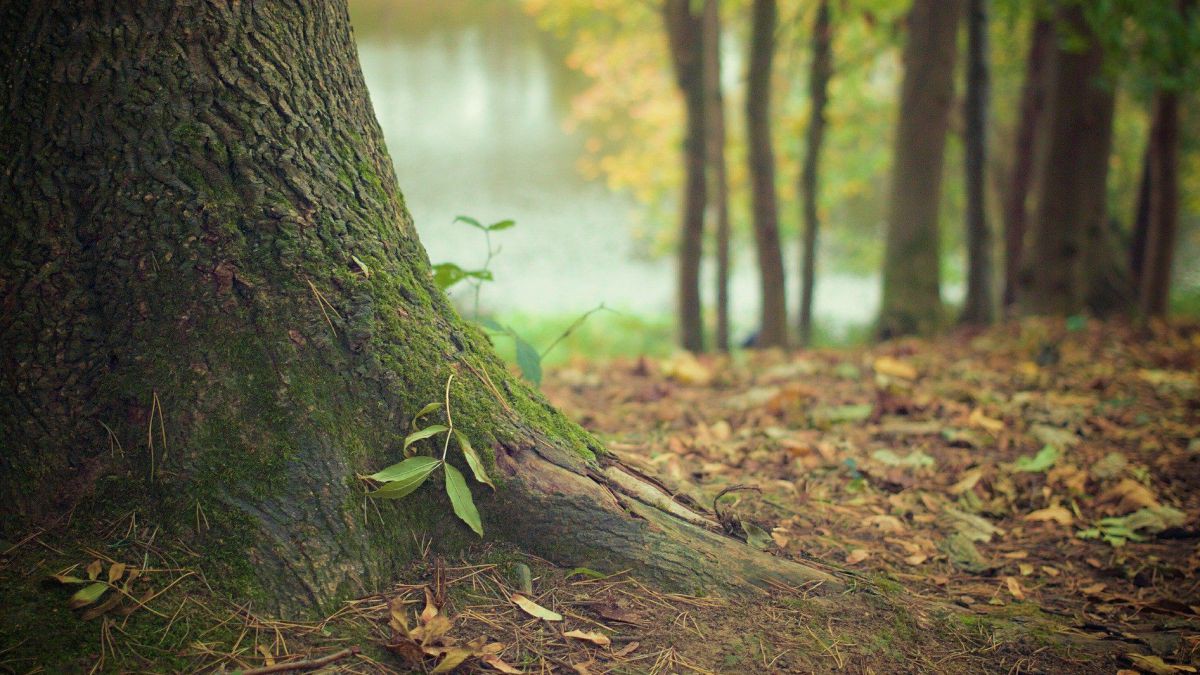 wald-2