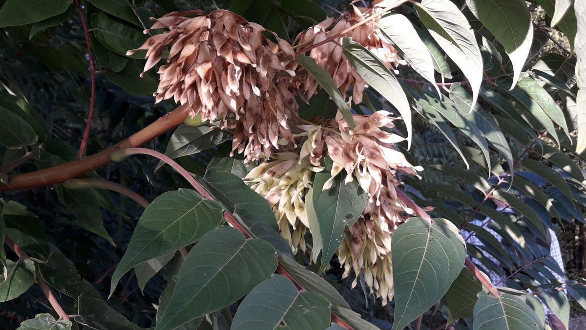 Fruchtender Götterbaum