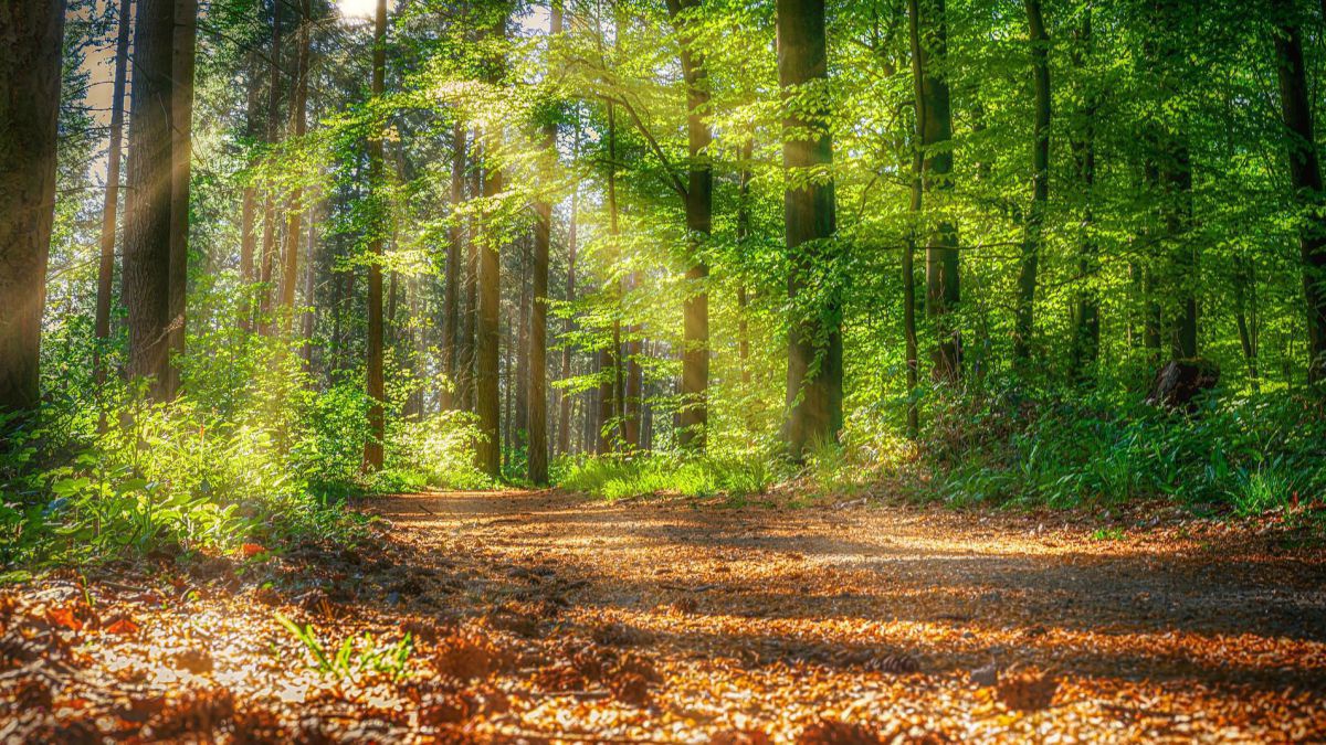 Wald mit Sonnenstrahlen