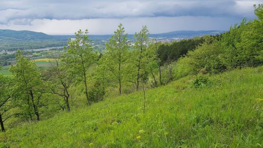 Grüne Wiese auf einem Hang des Bisamberges, dahinter eine Baumgruppe und am Horizont die Donau mit der Stadt Bisamberg.