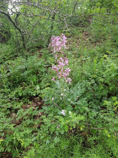 Diptampflanze mit rosa Blüten im Unterholz eines Waldes.