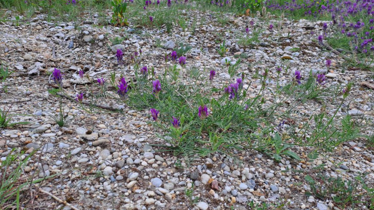 Schotterfläche mit etwas Grün und blauen Blüten dazwischen