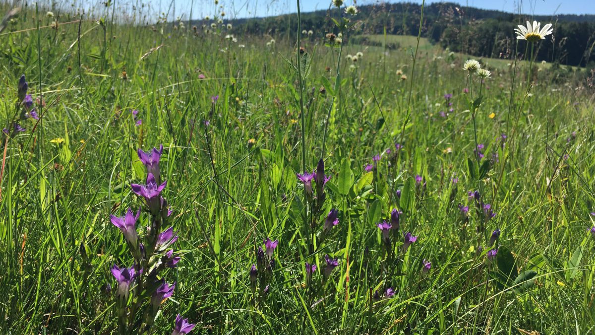 Wiese mit blühenden Pflanzen des Kranzenzians.
