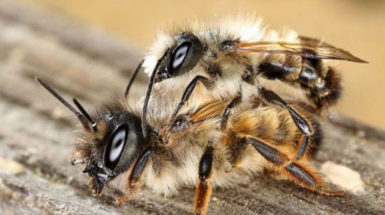 2 Wildbienen sitzen auf einem Stück Holz