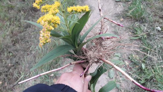 Eine ausgerissene Pflanze der Goldrute wird von einer Hand gehalten.