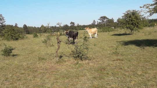 2 Kühe stehen auf einer Wiesenfläche, im Hintergrund sind Büsche zu erkennen.