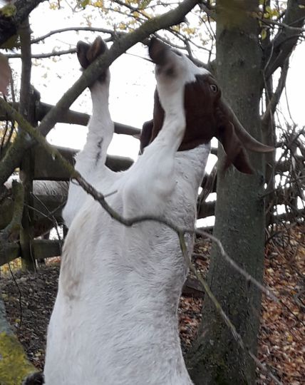 Ziege steht auf den Hinterbeinen und frißt an einem Baum.