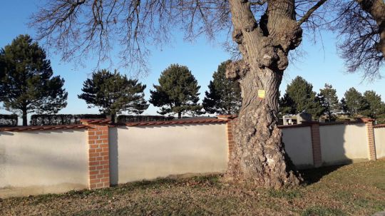 Friedhofsmauer mit Pfeilern aus Ziegeln, davor steht ein knorriger alter Baum.