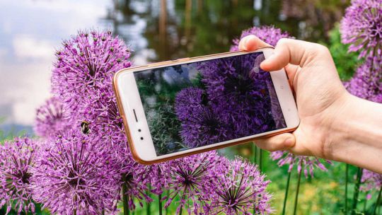 Ein Handy wird von einer Hand vor eine violette Pflanze gehalten. Das Bild der Pflanze ist am Dispay sichtbar.