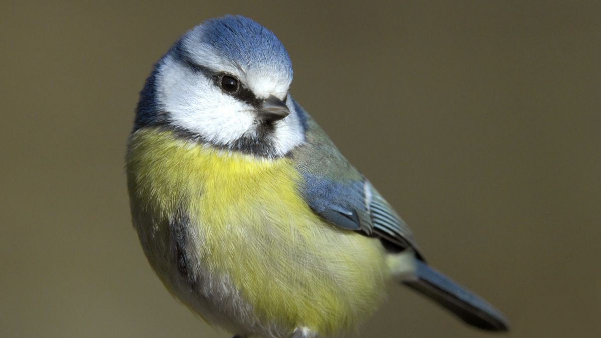 Blaumeise sitzt auf einem Ast.