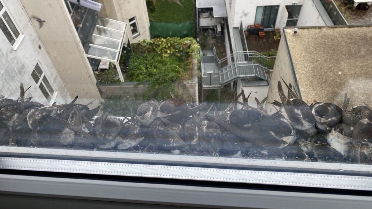 Blick aus einem Fenster auf einen Hof, auf dem Fensterbrett drängen sich im Regen zahlreiche Mehlschwalben