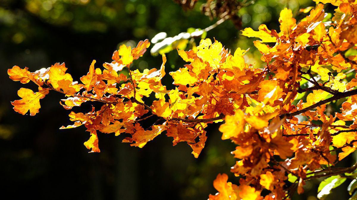 Herbstlich gefärbtes Eichenlaub