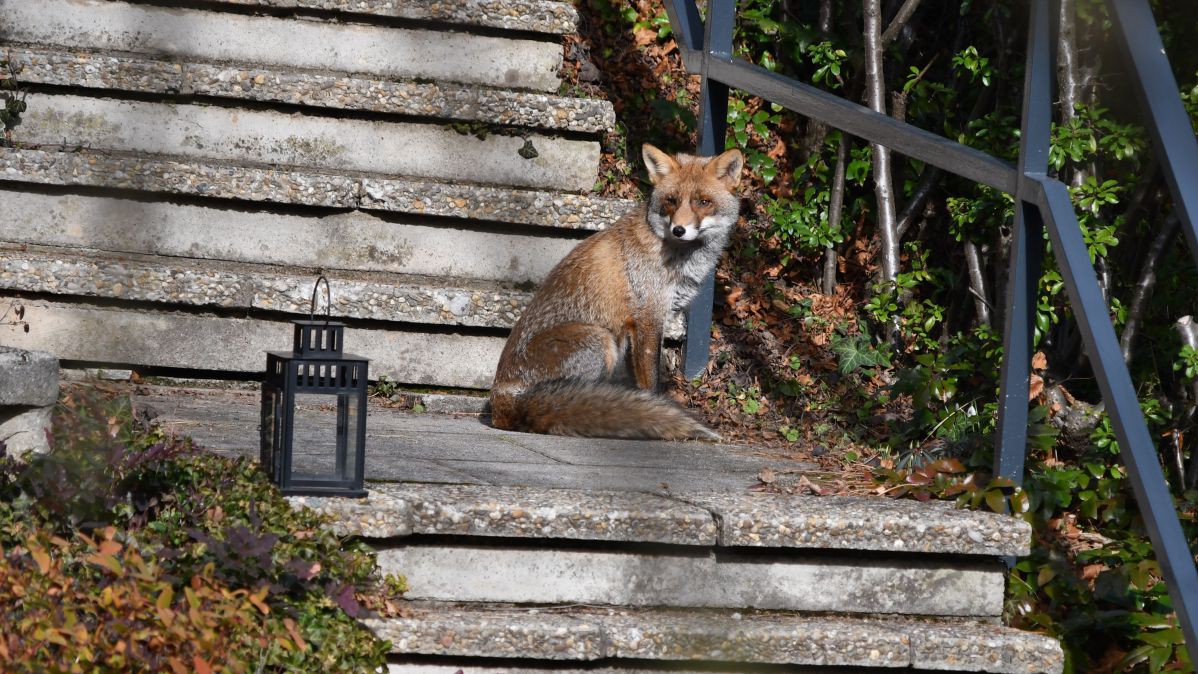 Fuchs sitzt auf einer Steinstufe mit einem Metallgeländer, auf einer Stufe steht eine Laterne.