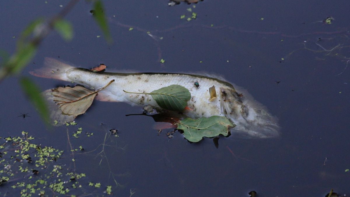 toter Fisch schwimmt im Wasser, teilweise bedeckt mit Blättern