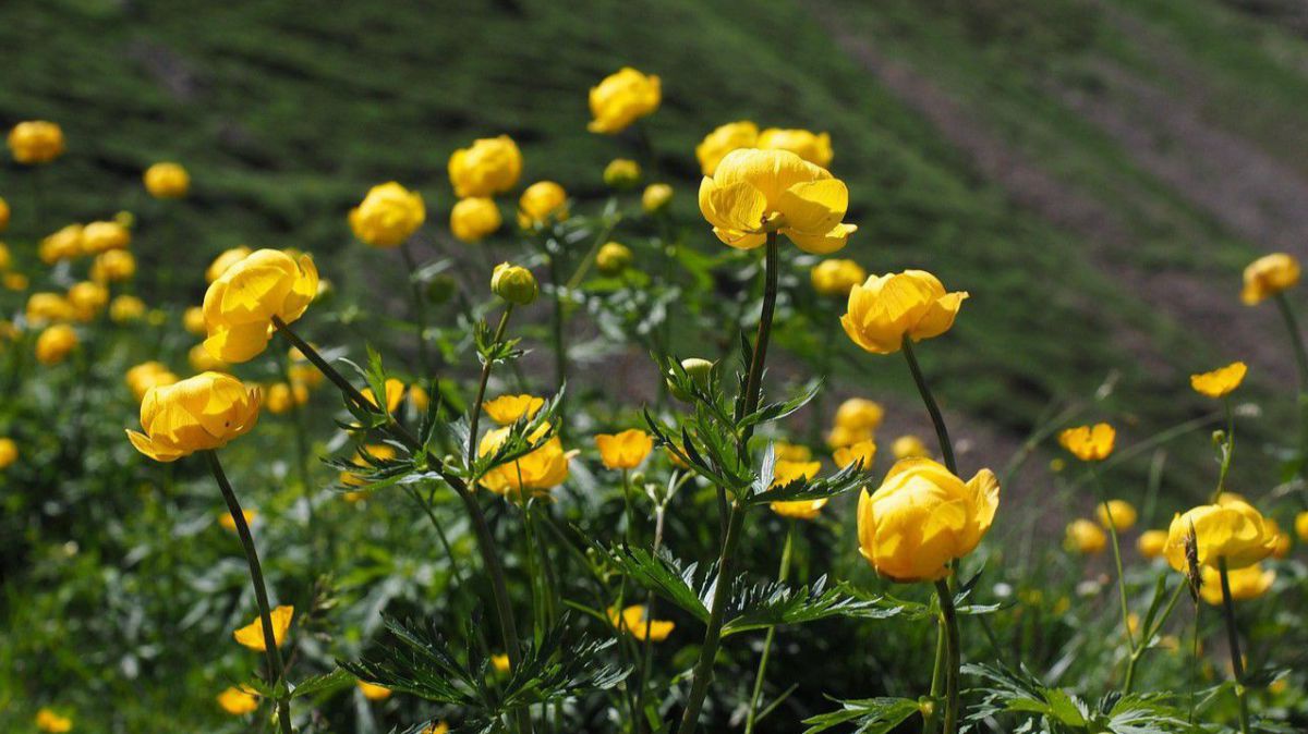 Trollblume