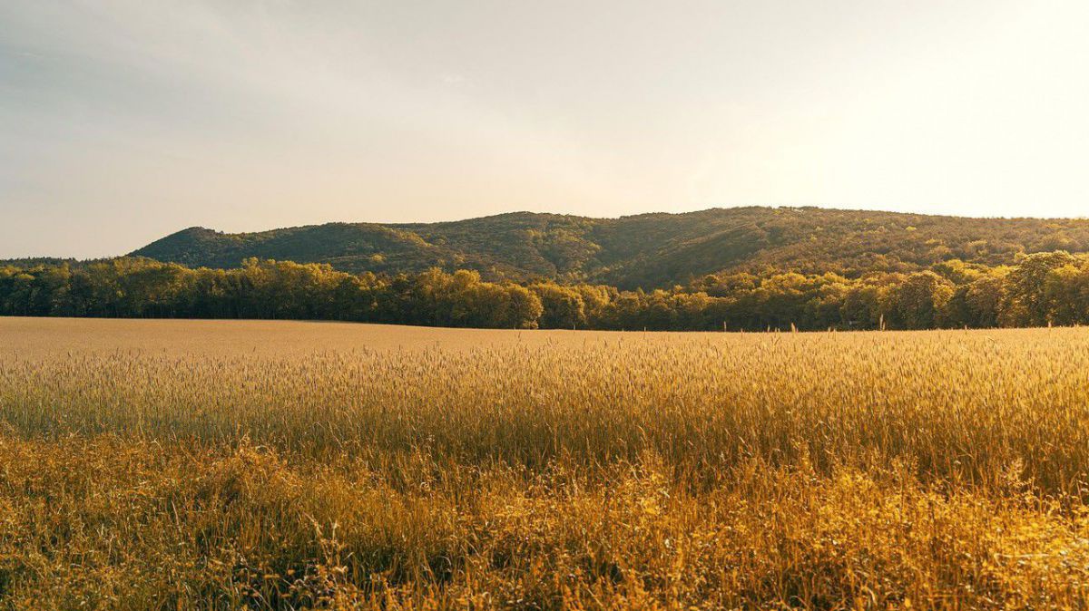 Goldenes Getreidefeld mit Grasberg im Hintergrund