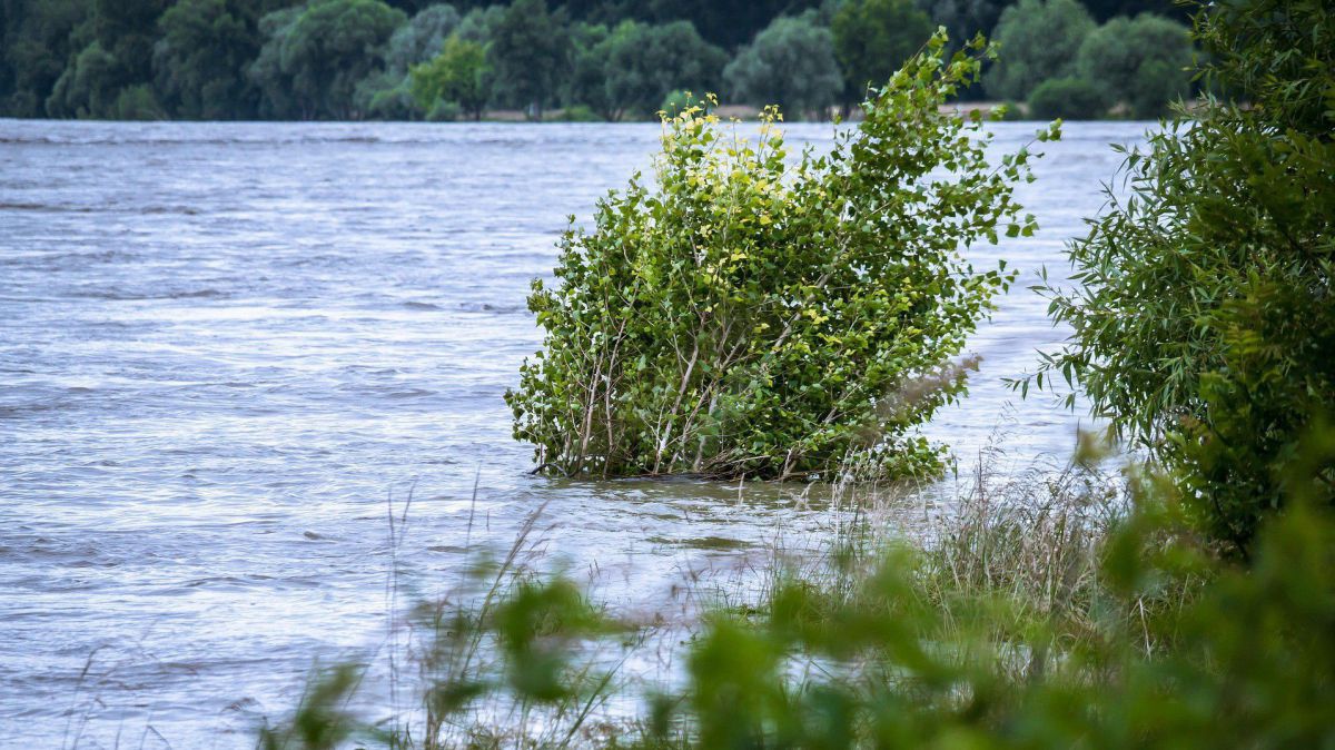 Umgelegter Baum in Hochwasser