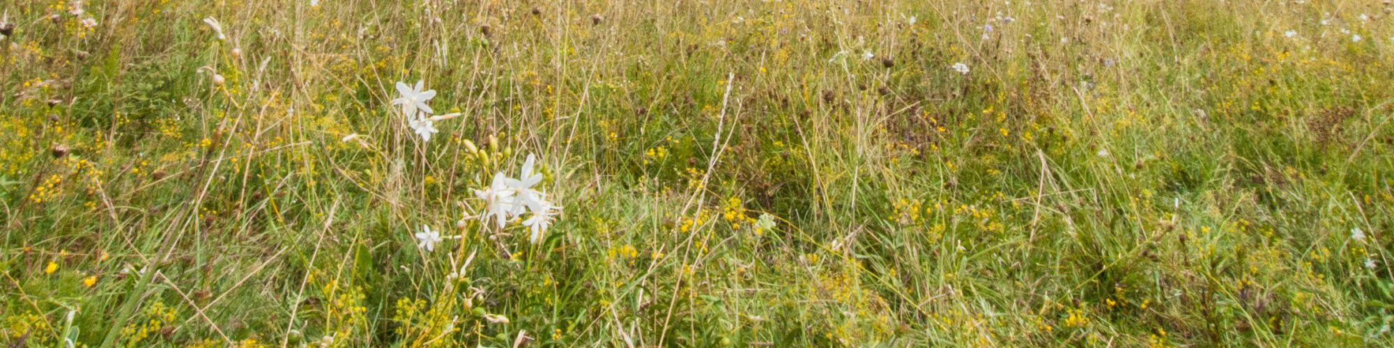 Sägeschrecke hockt auf Ast vor Trockenrasen