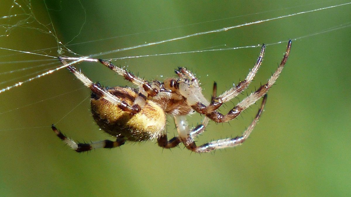 Kreuzspinne krabbelt mit dem Rücken hinunter auf einem Netz.