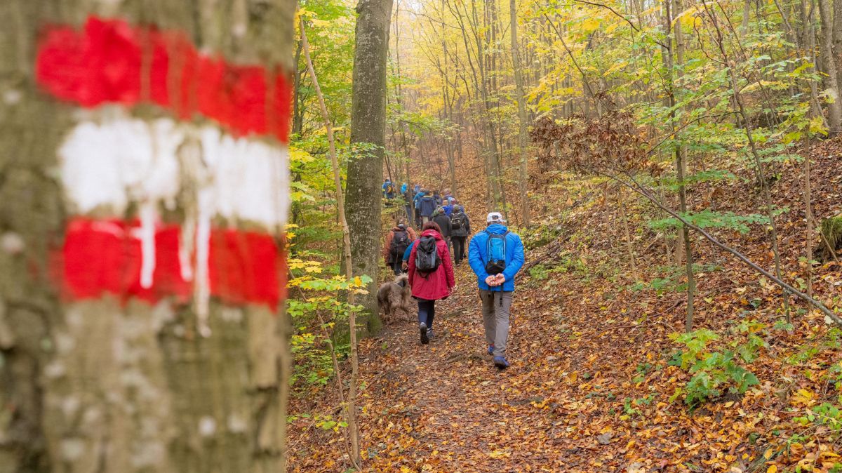 Eine Wandergruppe wandert durch das herbstlich gefärbte Thayatal, im Vordergrund ist die Markierung eines österreichischen Wanderweges unscharf zu erkennen.