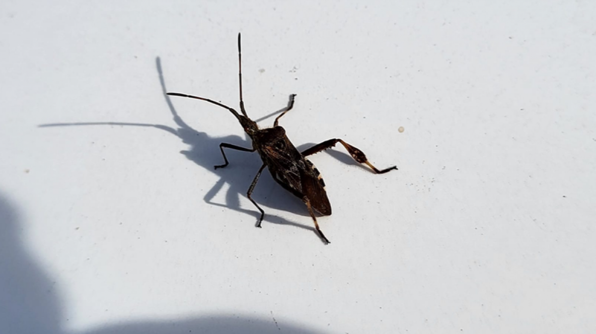 Amerikanische Kiefernwanze auf weißem Hintergrund, das Individuum wird besonnt.