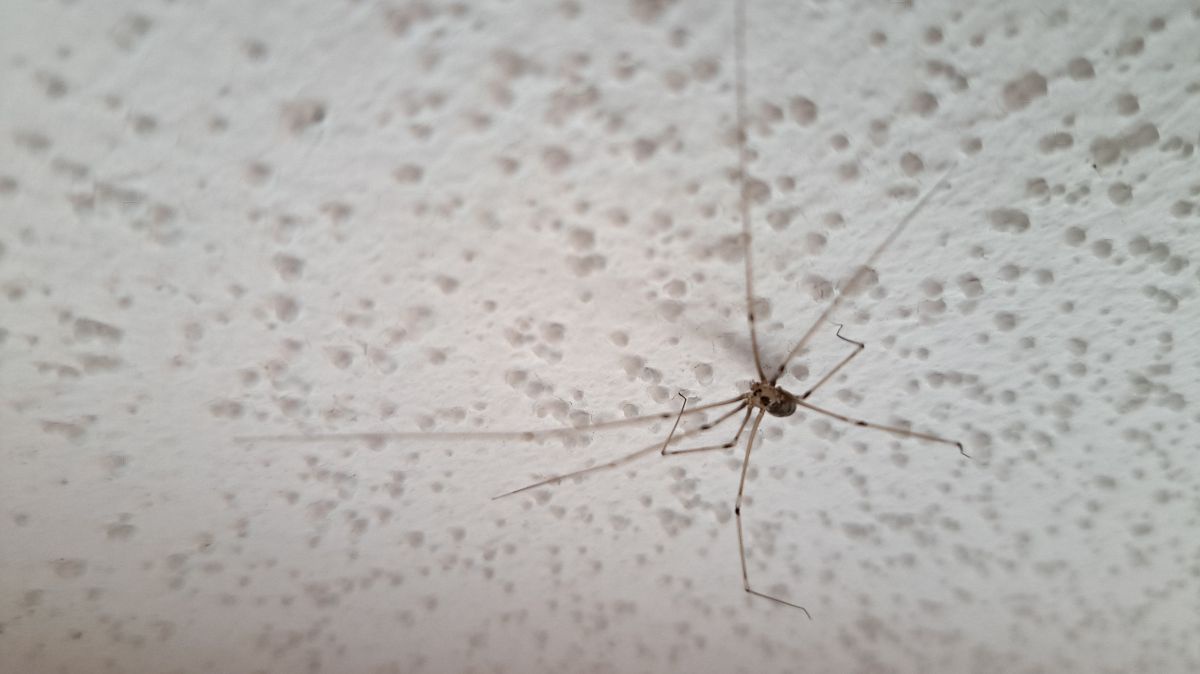 Zitterspinne auf weißer Hauswand