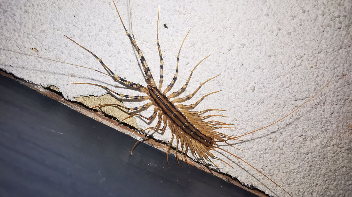 Spinnenläufer auf weißer Hauswand