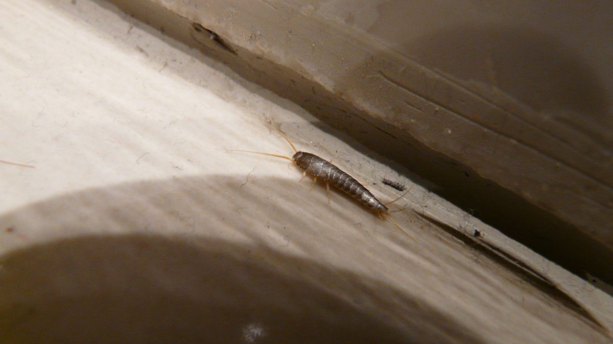 Silberfischchen ist auf Boden zu sehen.