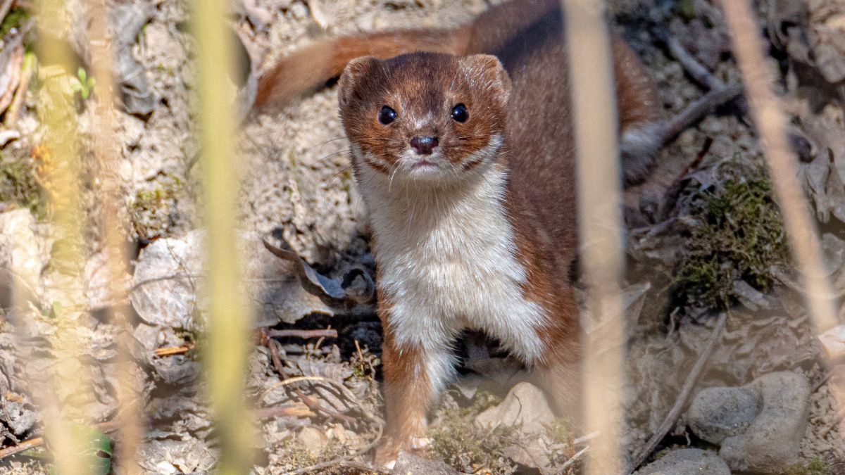 Ein Mauswiesel hockt auf steinigem Grund, im Vordergrund sind unscharf wenige Grashalme zu erkennen.