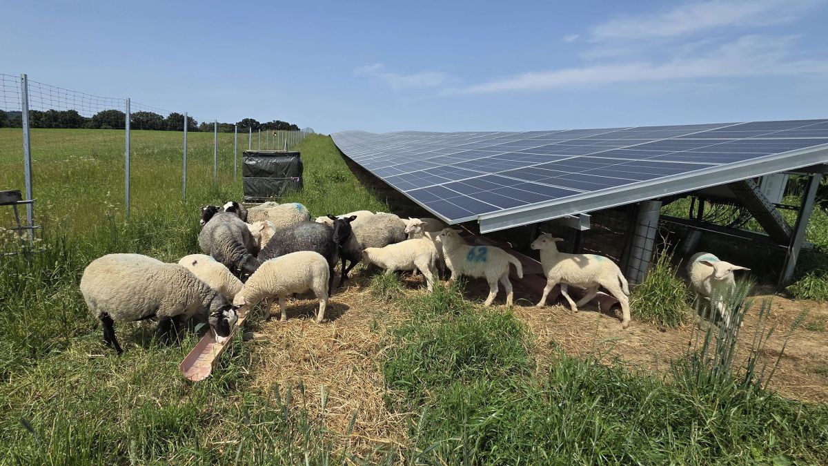 Mutterschafe und Lämmer grasen auf einer Freiflächen-PV-Anlage bei strahlendem Sonnenschein in Diesendorf.