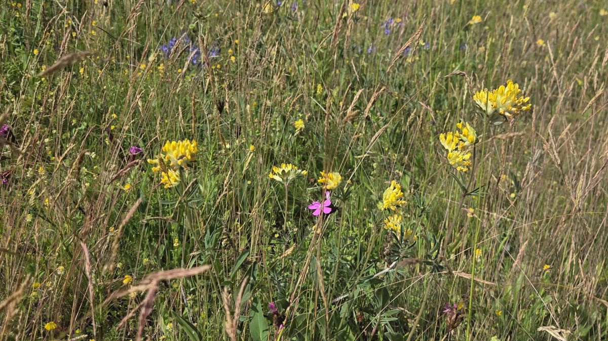 Wildblumenwiese auf der PV-Sonneninsel in Eibesbrunn