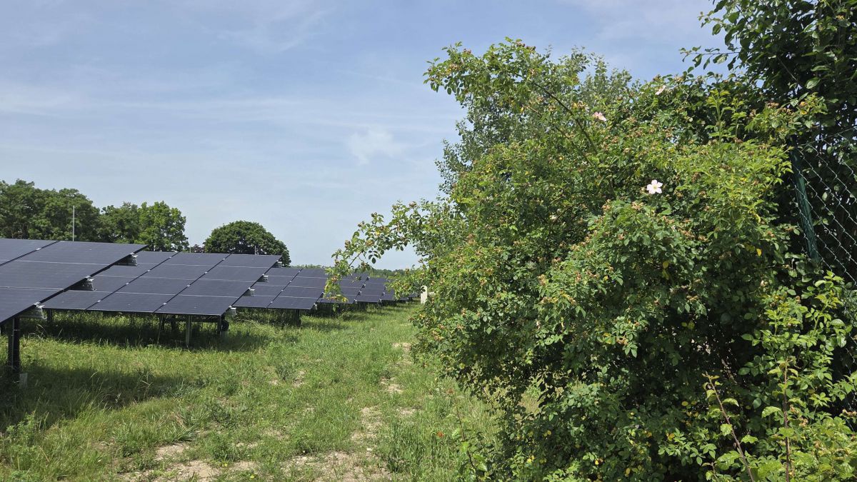 Rosenhecke als Strukturelement am Rande der PV-Sonneninsel in
Zwentendorf.