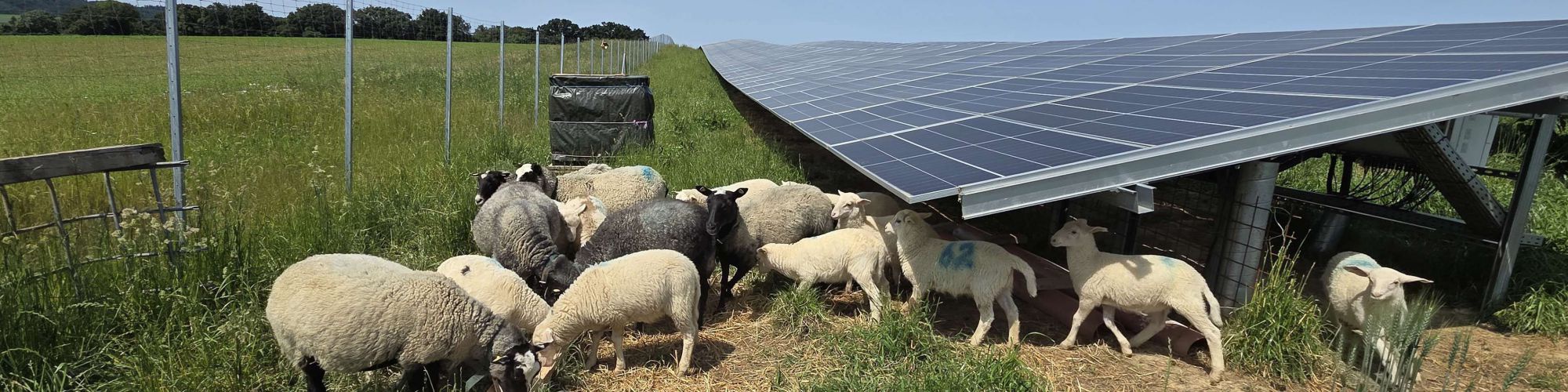 Mutterschafe und Lämmer beweiden die PV-Sonneninsel in Diesendorf.