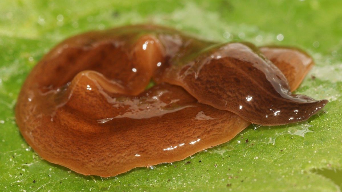 Nachgewiesener Plattwurm aus Südamerika auf einem hellgrünen Untergrund.