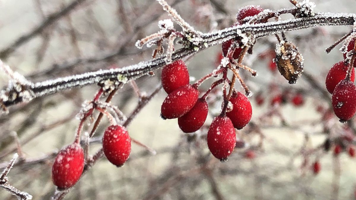 Ein Ast eines Strauches mit roten Früchten ist im Vordergrund, er ist mit Schnee und Eis bedeckt.
