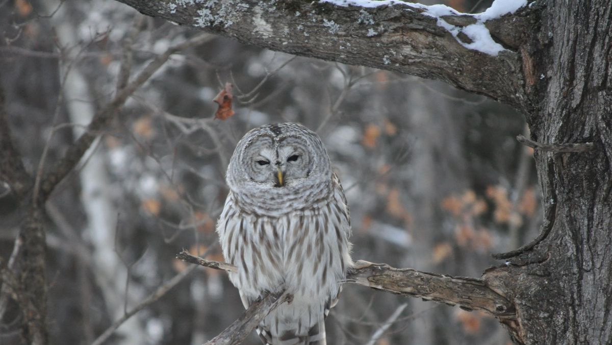 Waldkauz sitzt auf dem Ast eines Baumes im Wald, Schnee deutet auf den Winter als Jahreszeit hin.