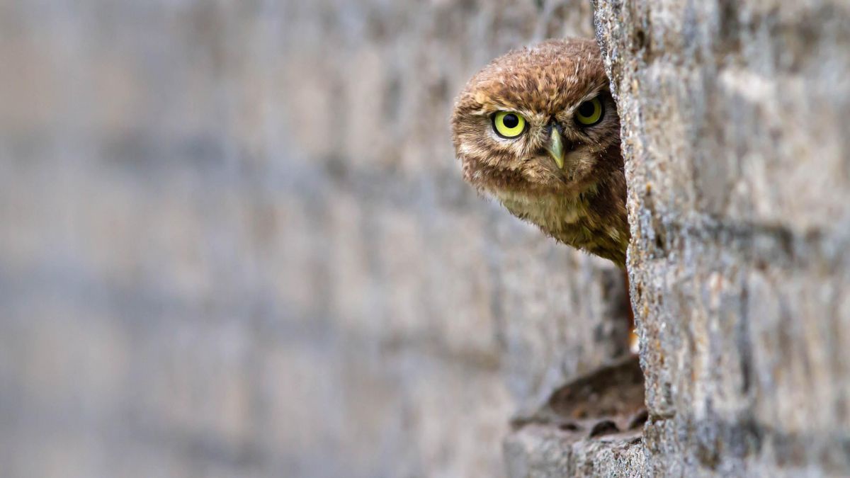 Ein Steinkauz lugt aus einer Nisthöhle in einer Mauer hervor.